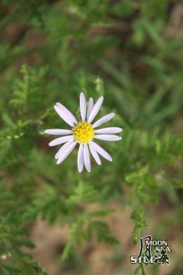 16个花瓣的野花